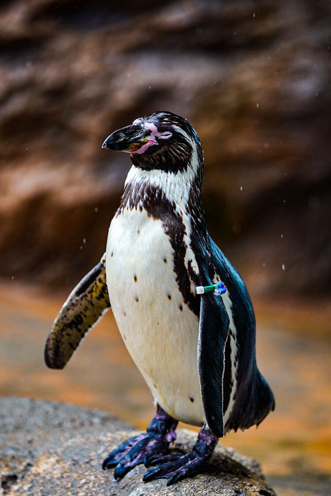 雨浴びペンギン