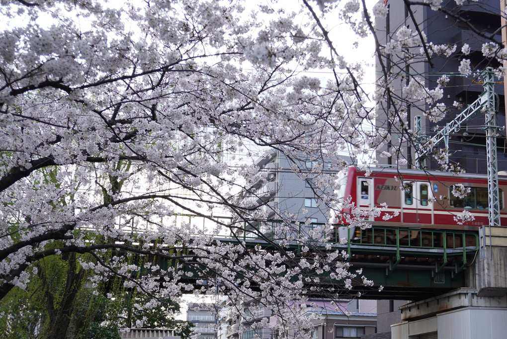 桜と京急2024