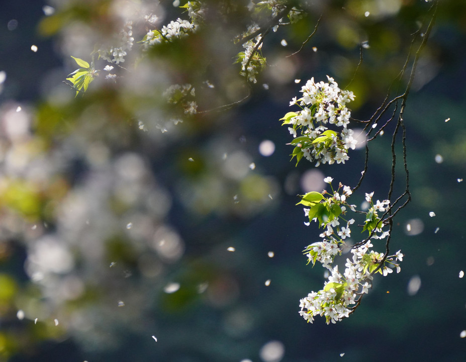 桜ふぶき