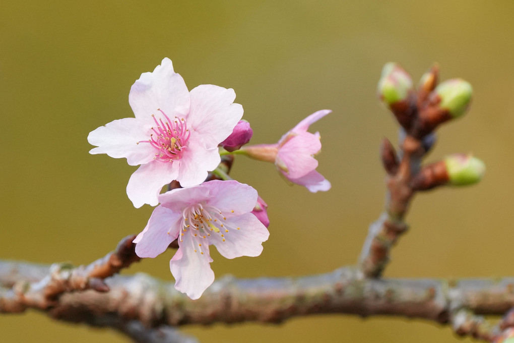 河津桜が咲いた