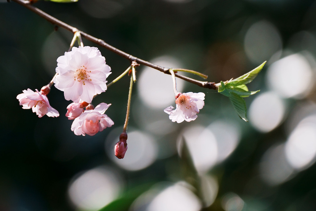 桜サクラさくら