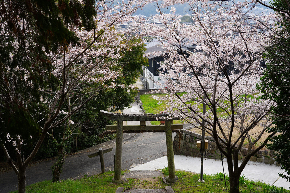 鳥居と桜（福山市）