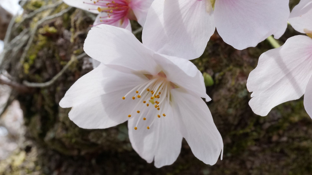 朝倉　秋月の令和の桜㏌2022
