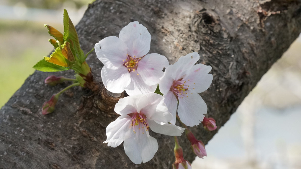 桜、ソメイヨシノ　０2