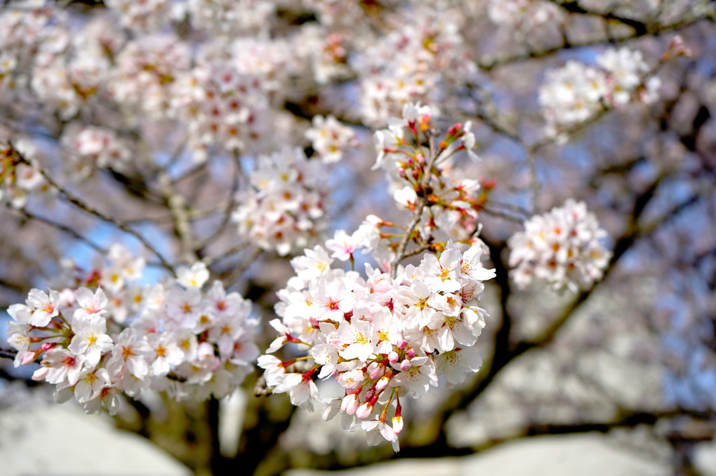 佐倉城址公園の桜