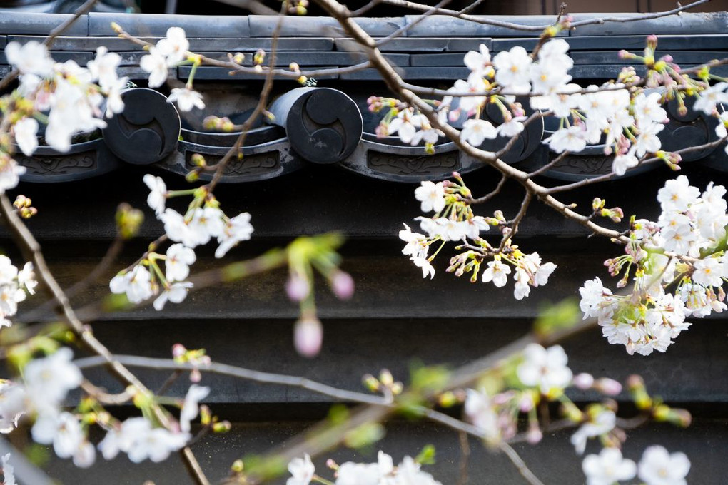 泉岳寺の桜×大石内蔵助の右二つ巴紋