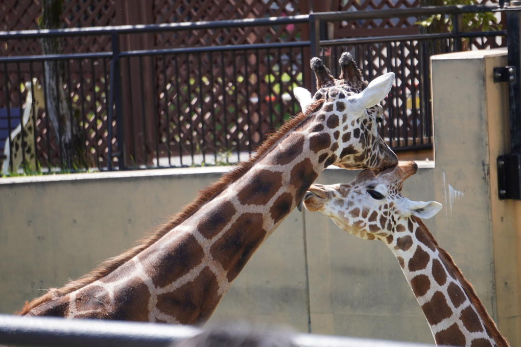 きりんとアザラシ（旭山動物園にて）