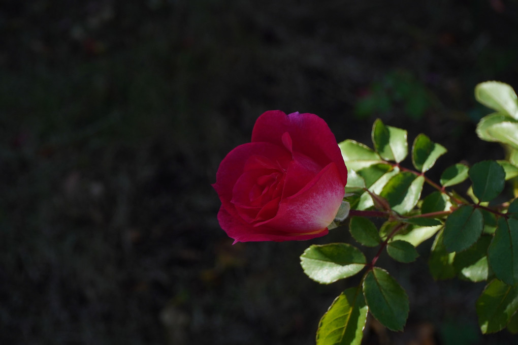 秋の薔薇　