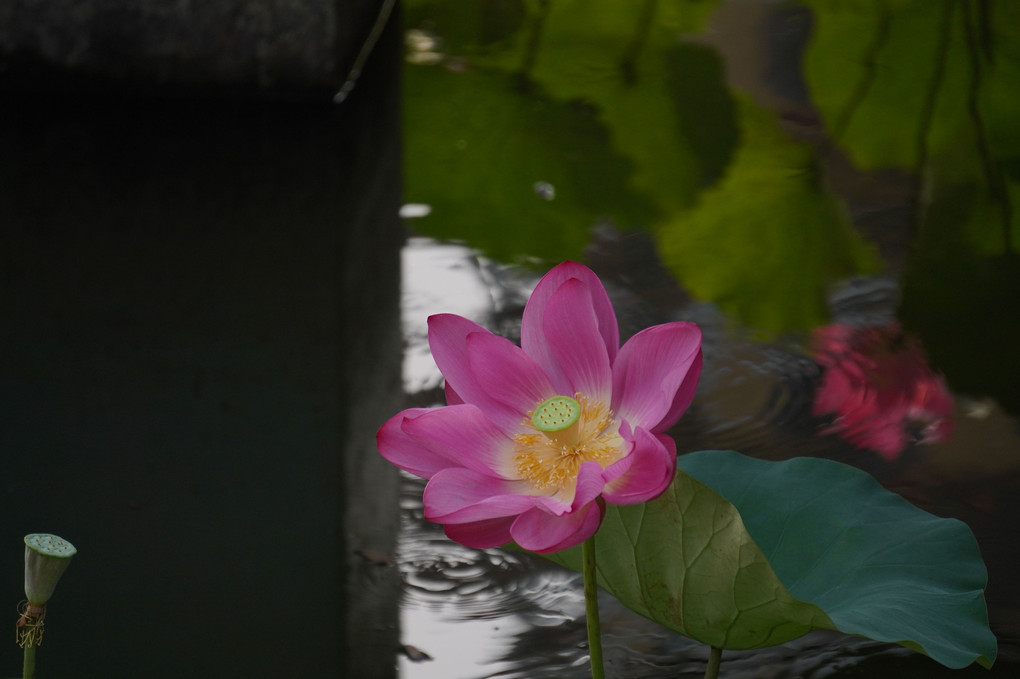 高雄の蓮池譚公園にて