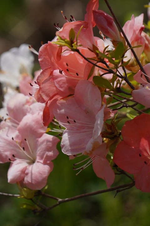 サツキ花盛り。イロイロ。