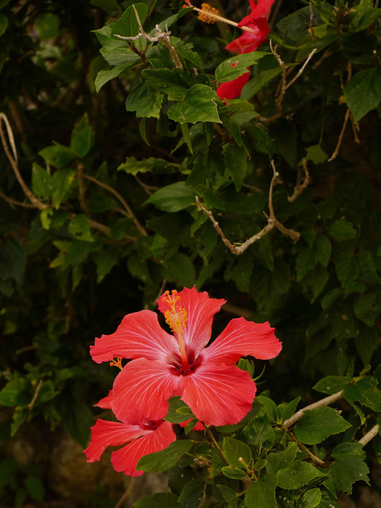 南国の花たち（沖縄旅行の思い出）