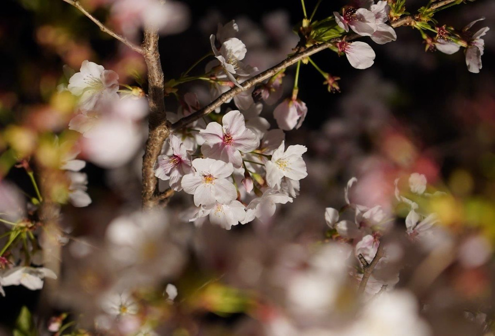 桜ライトアップ＠大和高田さくら祭りにて（奈良県）