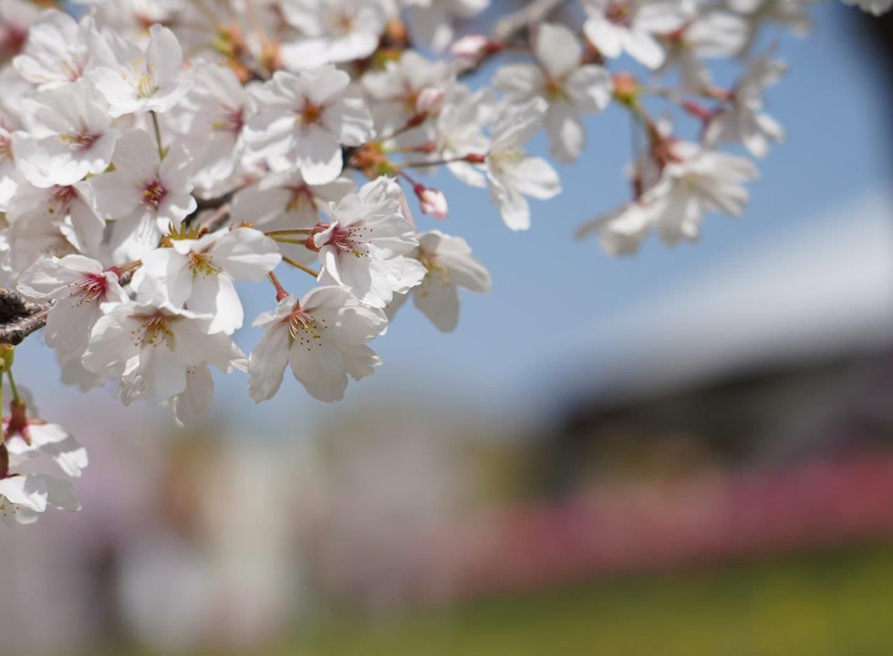 桜の花＠馬見丘陵公園（奈良県）