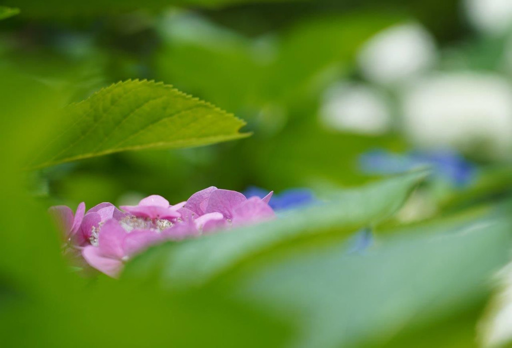 紫陽花＠京都府立植物園