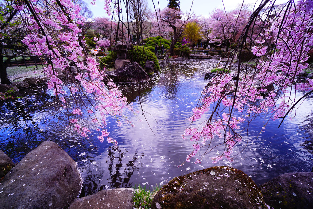 桜花と水面に映る青