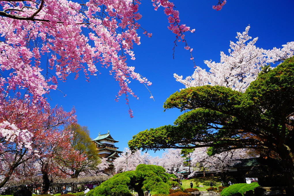 高島城と青空と桜と緑の宴