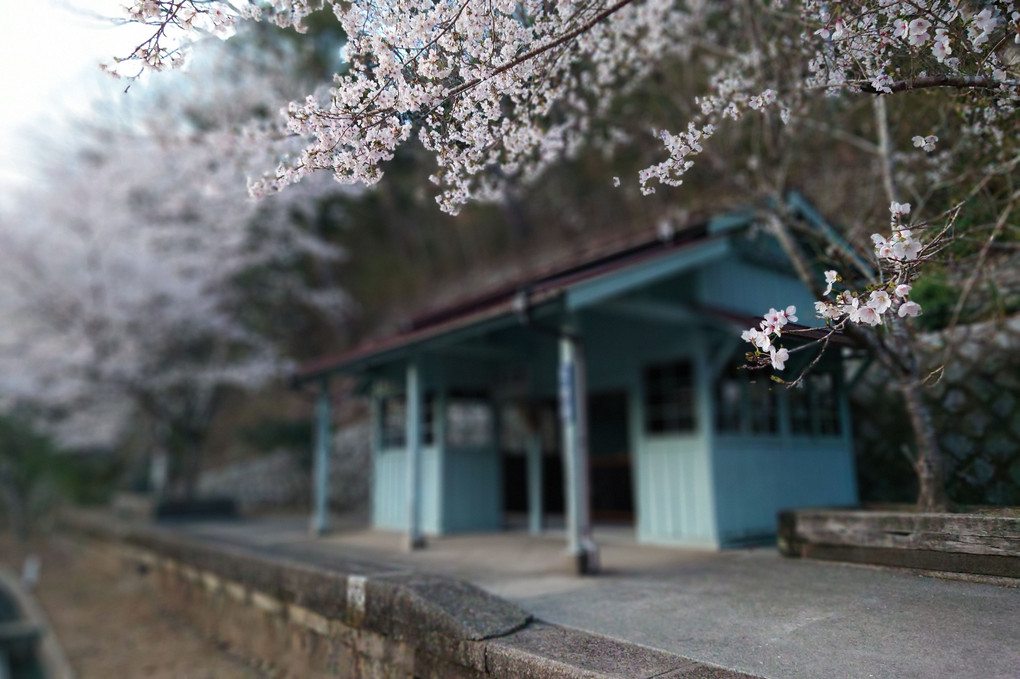 廃線跡の桜