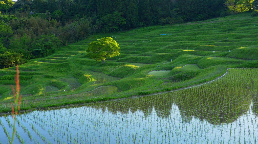 田植えを終えた大山千枚田の夕焼け