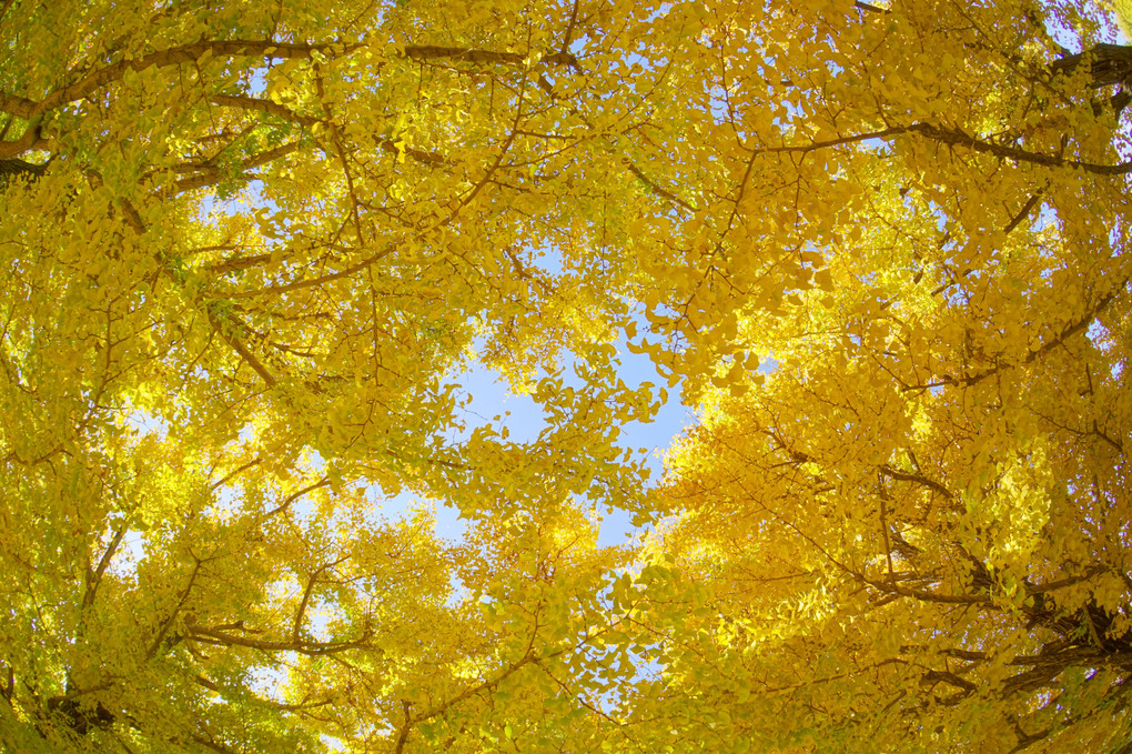 Dive into the Ginkgo
