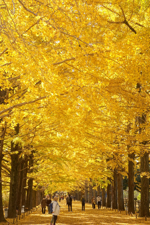 Golden Promenade