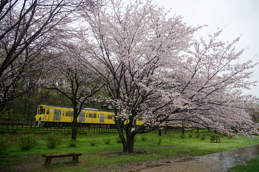 雨と桜と西武線