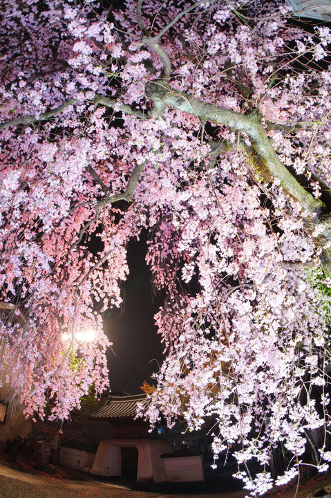 夜桜越しに竜宮門