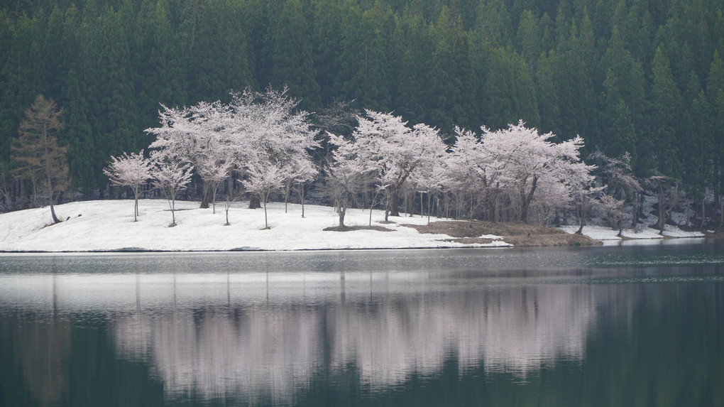 残雪の中に開く魚沼の桜