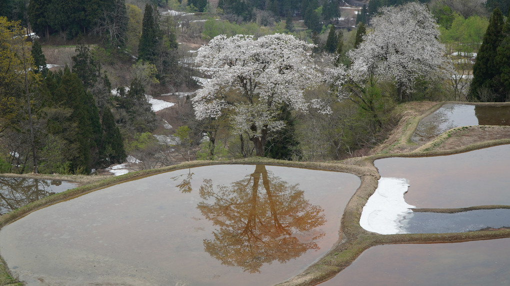 棚田に映る魚沼の桜