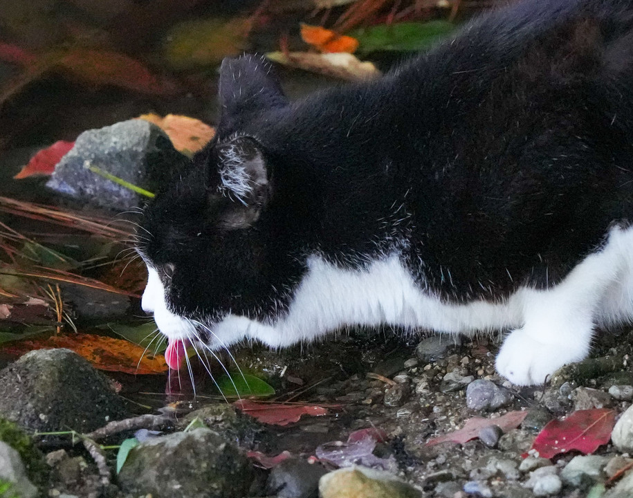 公園の池で水を飲む猫