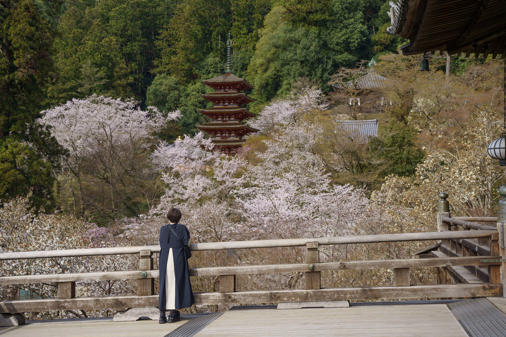 長谷寺の舞台から桜と五重塔を望む