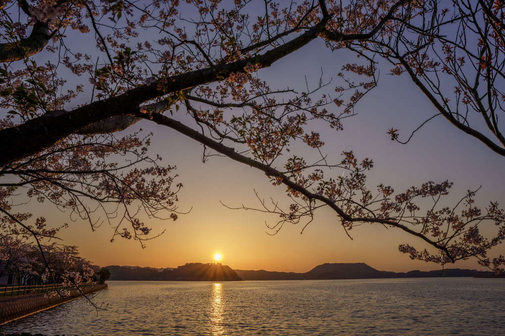 桜と夕日と