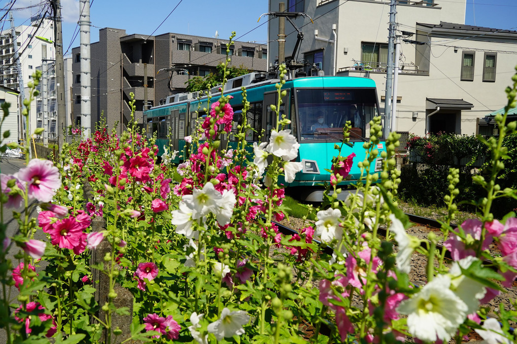 世田谷線　’22年初夏