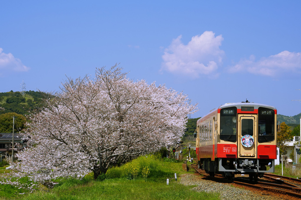 天浜線と桜（2023）