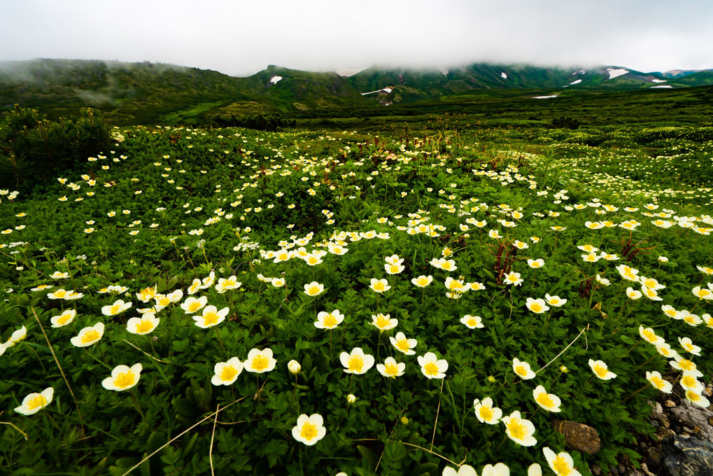 花の大雪山