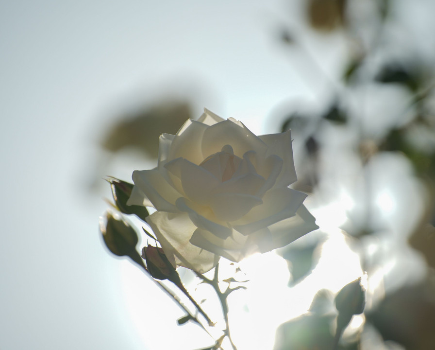 白薔薇の光