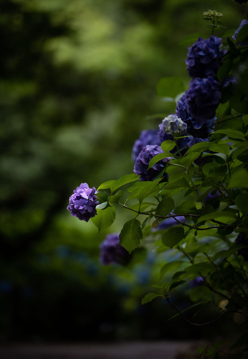明暗の中で咲く紫陽花