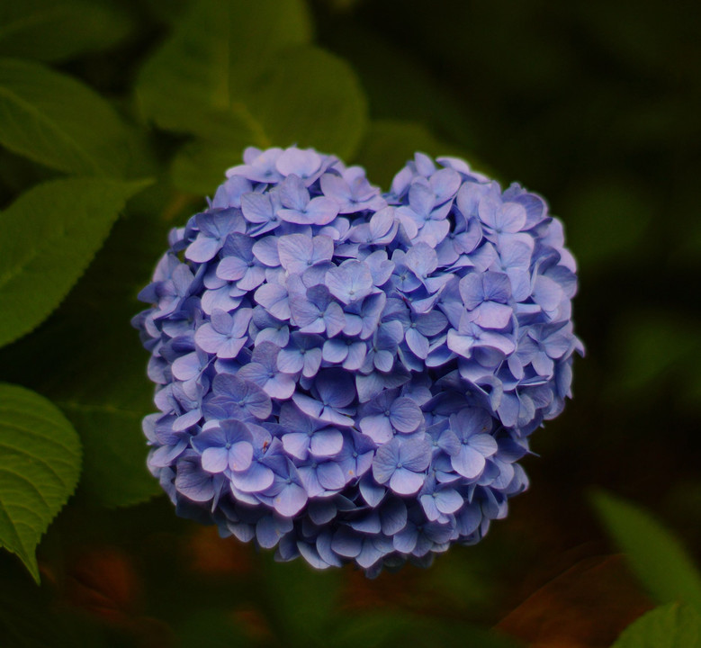 💜な紫陽花