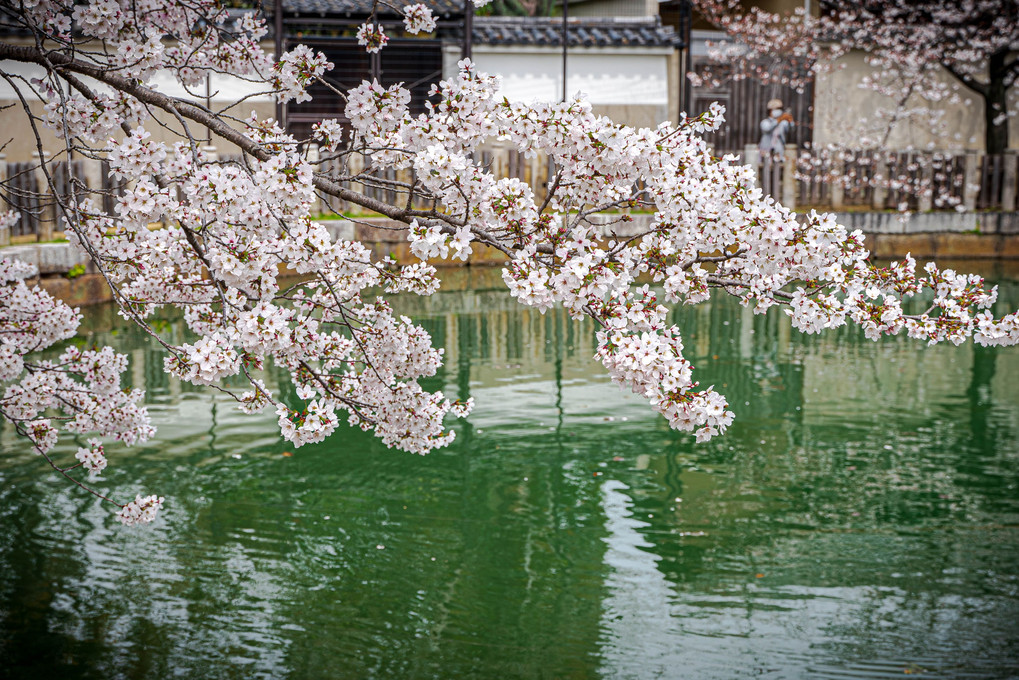 池に張り出た桜