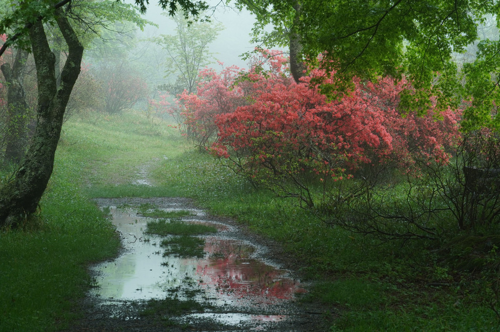 朝靄