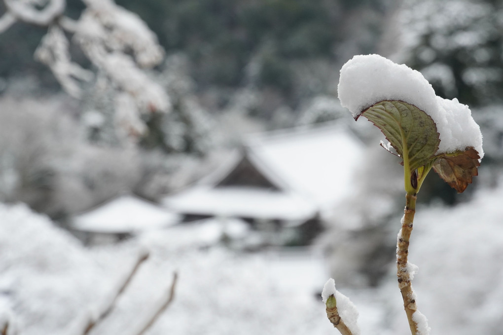 雪景色