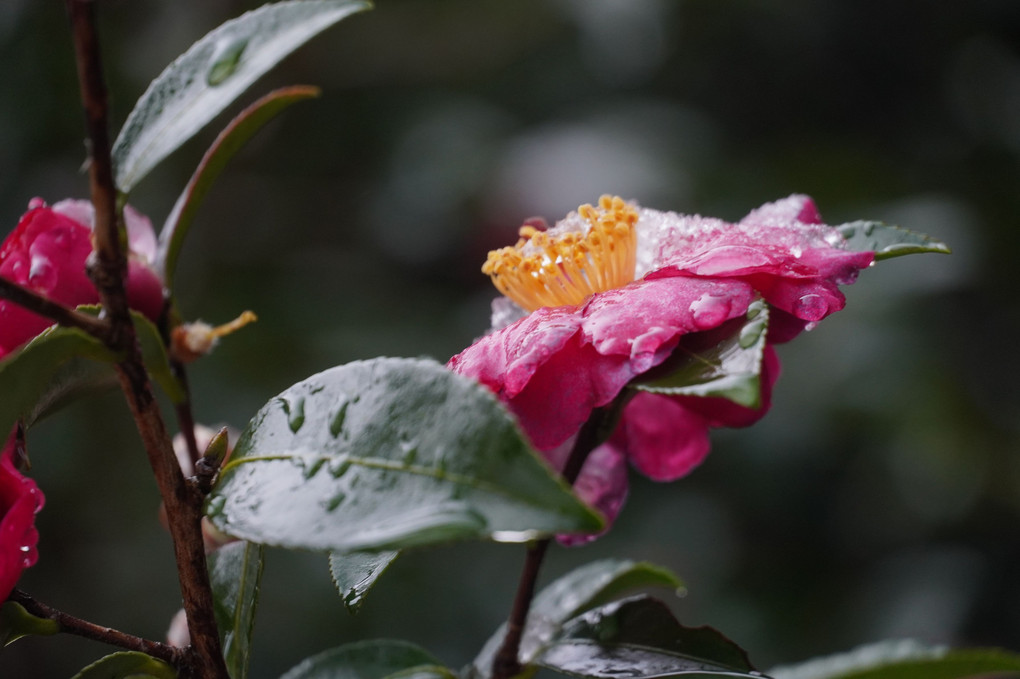 ご近所　・　雨（雪）上がり