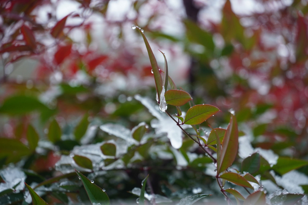 ご近所　・　雨（雪）上がり