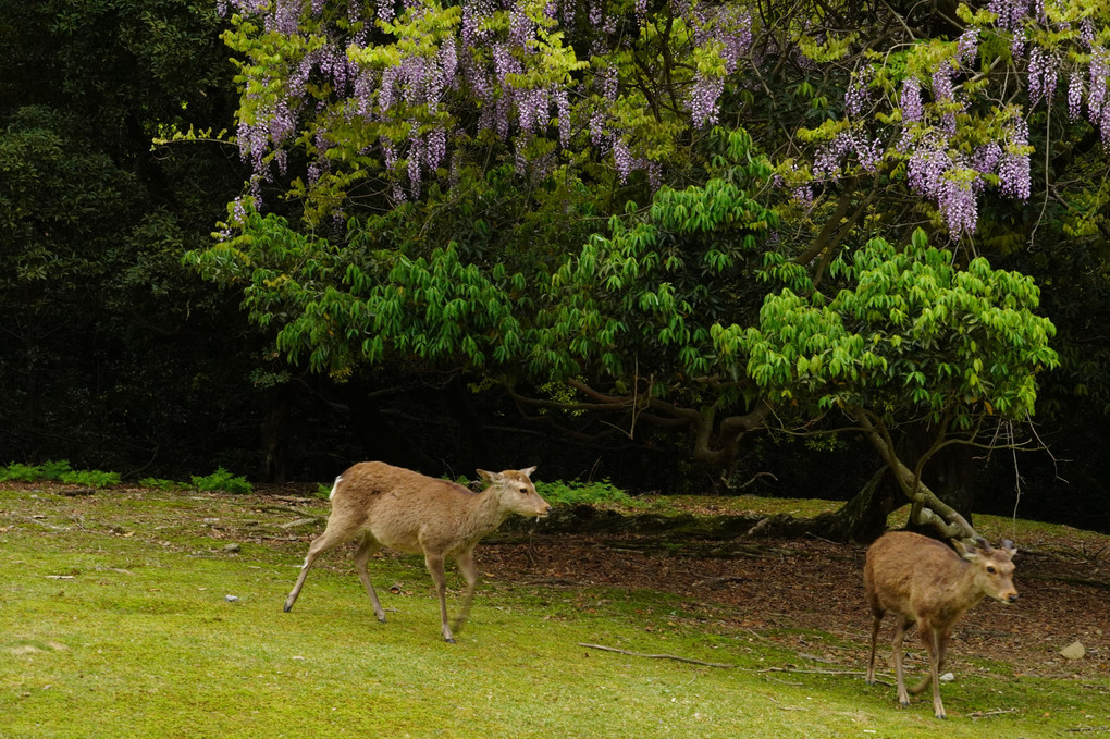 奈良公園の朝　藤と鹿