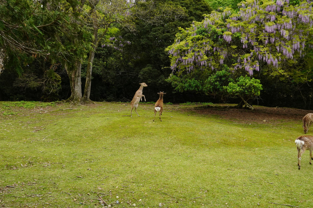 奈良公園の朝　藤と鹿