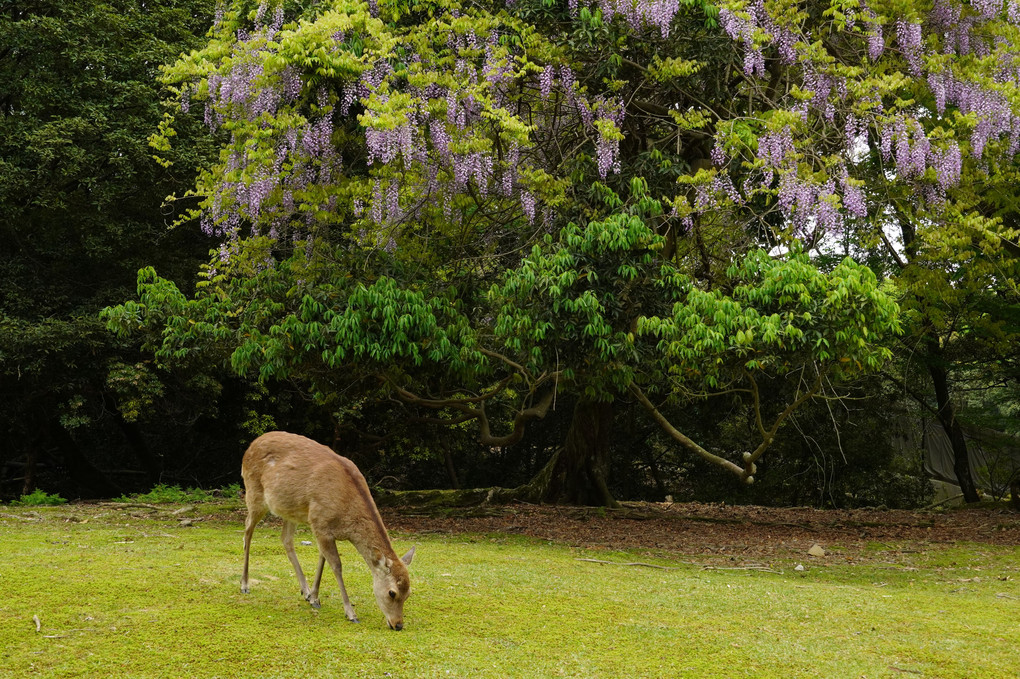 奈良公園の朝　藤と鹿