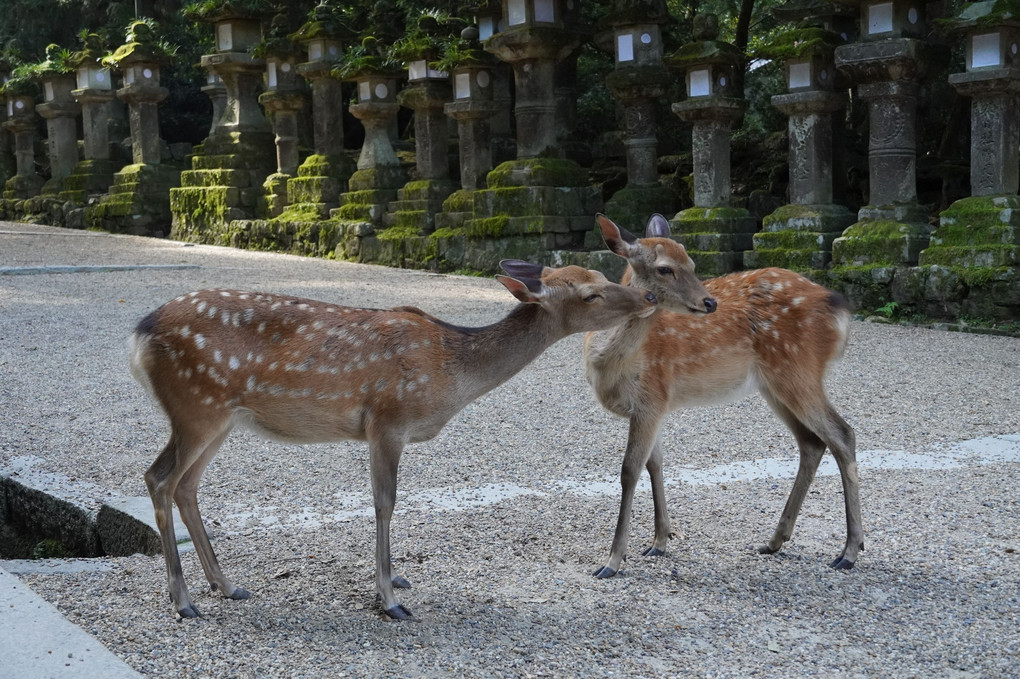 奈良公園散歩⓶