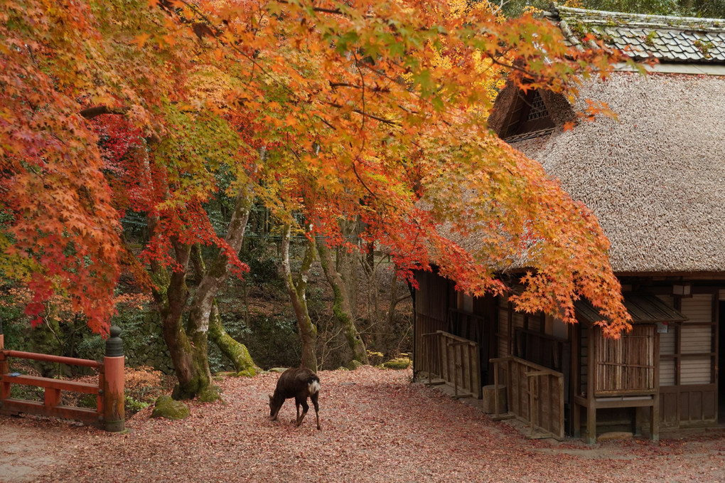 奈良公園散歩