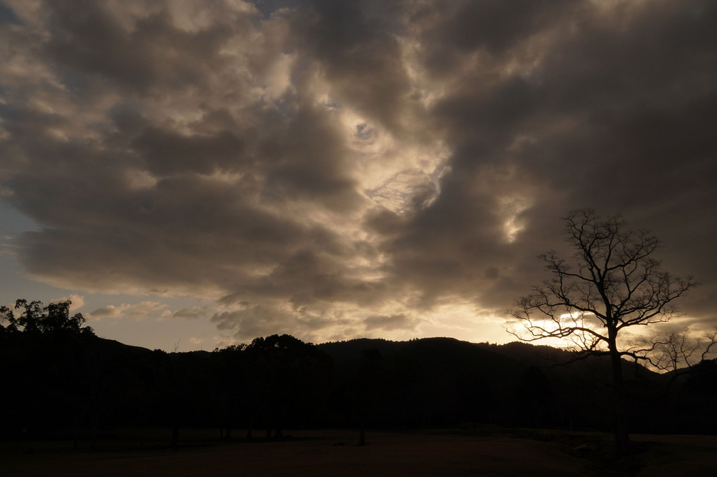 またまた奈良公園の朝