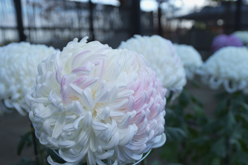 ながめ公園の菊