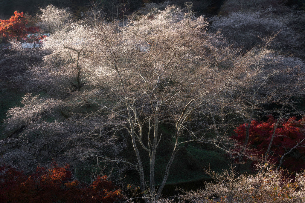 秋の巨桜